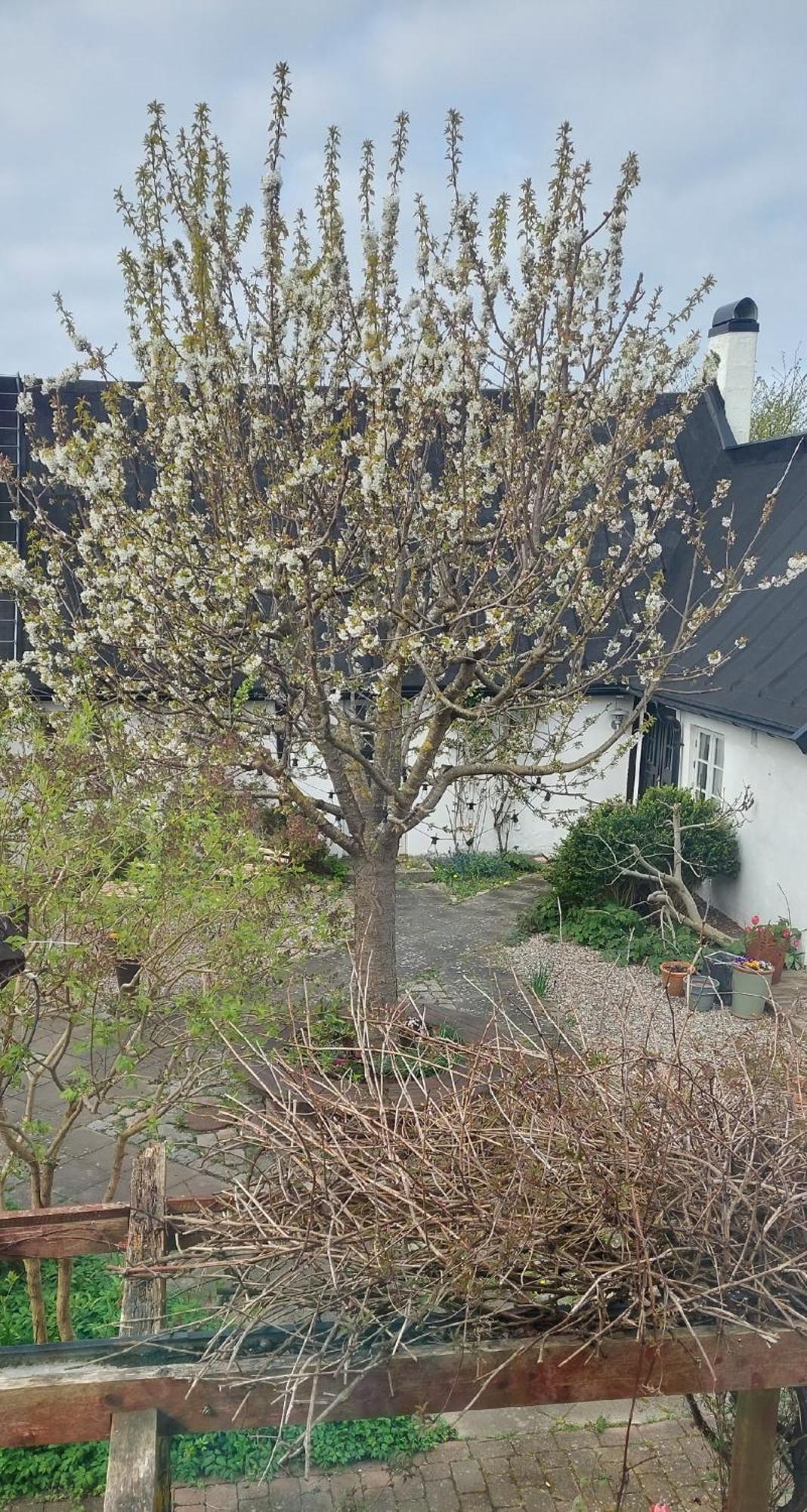 Bjerred B&B Bjärred Zewnętrze zdjęcie